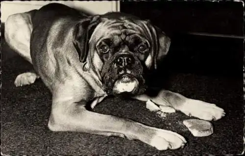 Ak Bulldogge beim Essen, Tierportrait