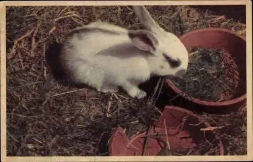 Ak Kaninchen beim Essen, Schale, Stroh