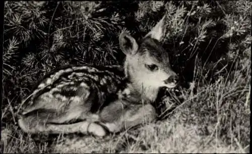 Ak Junges Reh, Jungtier