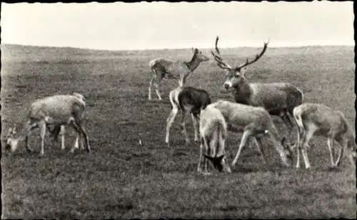 Ak Hirsch und Rehe, Wiese