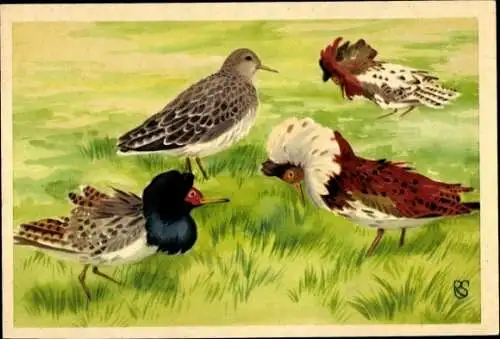 Künstler Ak Kampfläufer, Vögel