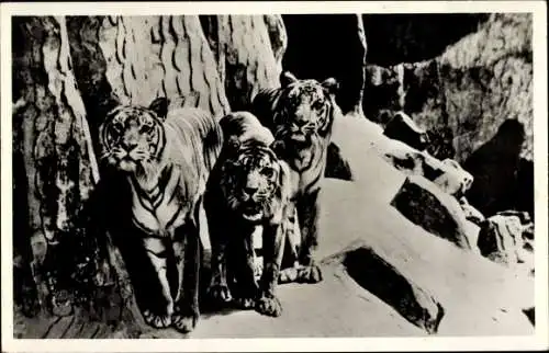 Ak Tierpark Arnhem, Drei Tiger schauen neugierig