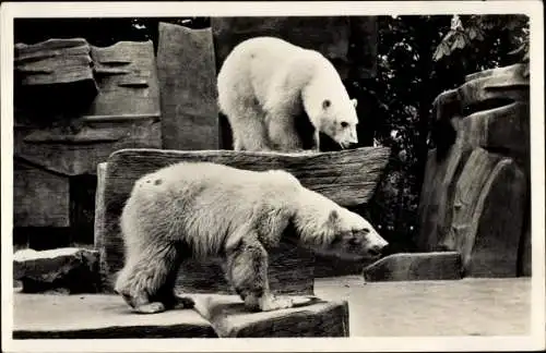 Ak Wassenaar Südholland Niederlande, Eisbären im Tiergehege
