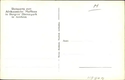 Ak Arnhem Gelderland Niederlande, Tierpark, Afrikanische Mufflone