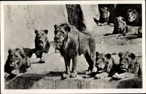 Ak Tierpark Arnhem, Große Gruppe Löwen im Gehege