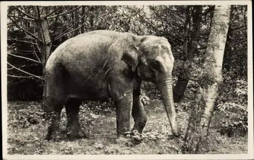 Ak Tierpark, Elefant, Wald