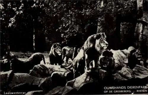 Ak Rhenen Utrecht, Tierpark, Löwen