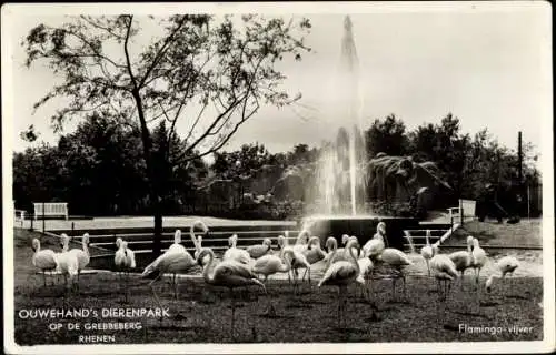 Ak Rhenen Utrecht, Tierpark, Flamingos