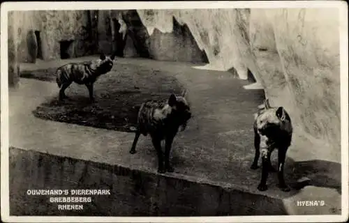 Ak Rhenen Utrecht, Tierpark, Hyänen