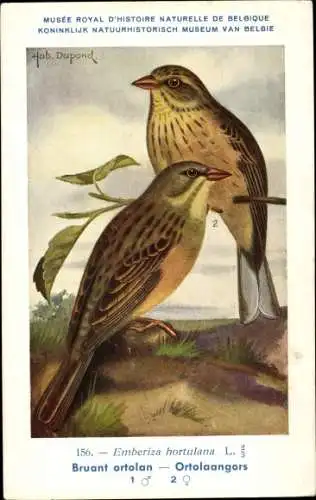 Künstler Ak Dupond, Hub., Emberiza hortulana, Ortolan
