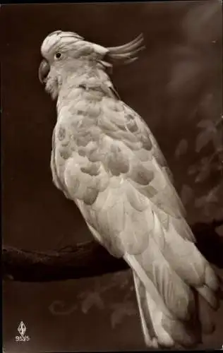 Ak Papagei, Vogel, Tierportrait, Flügel