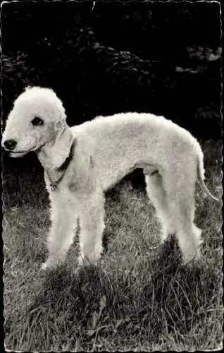 Ak Bedlington Terrier, Portrait