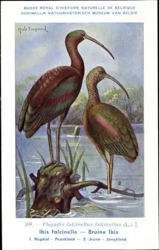 Künstler Ak Dupond, Hub., Glossy Ibis, Bruine Ibis, Nr. 209