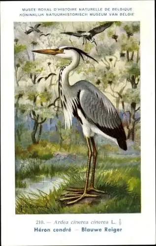 Künstler Ak Dupond, Hub., Ardea cinerea, Graureiher