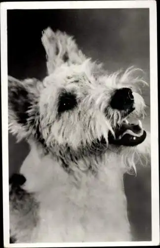 Ak Terrier, Hund, Portrait