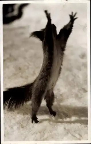 Ak Eichhörnchen im Stehen, Arosa