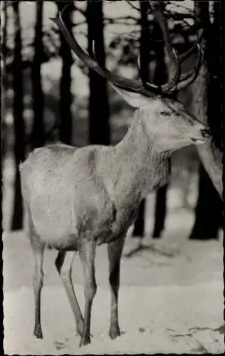 Ak Hirsch, Wald, Schnee, Tierportrait