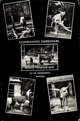 Ak Rhenen Utrecht, Tierpark, Rinder, Lama, Löwen