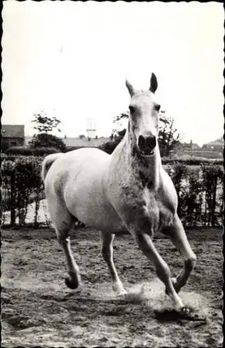 Foto Ak Weißes Pferd, Tierportrait