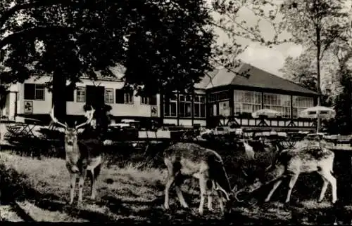 Ak Braunfels an der Lahn, Forsthaus im Tiergarten