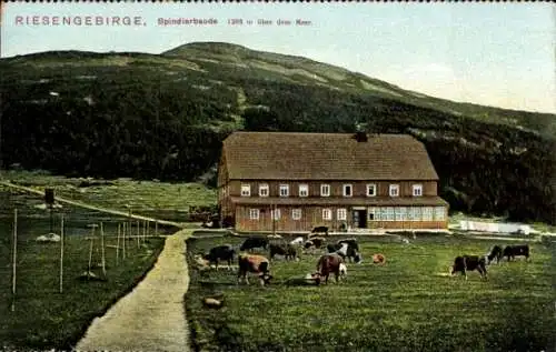 Ak Spindleruv Mlýn Spindlermühle Riesengebirge Region Königgrätz, Špindlerova bouda, Spindlerbaude