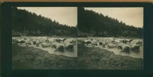 Stereo Foto Reutte in Tirol, Rinder im Wasser, 1907