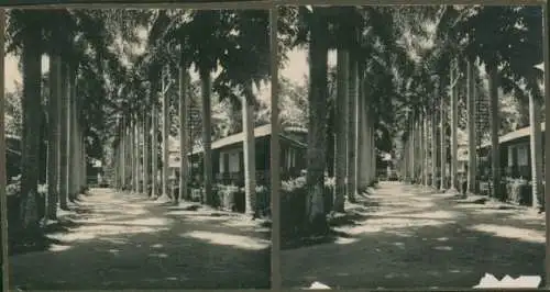 Stereo Foto Pangkalan Indonesien, Straßenpartie, Palmen, 1927