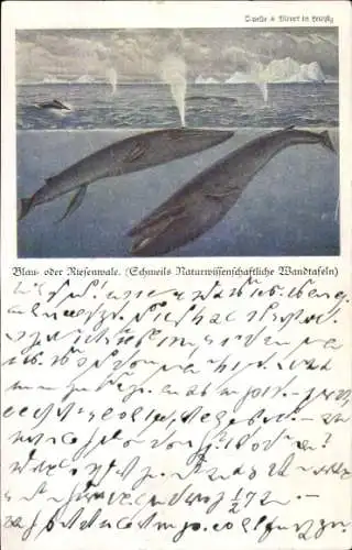 Künstler Ak Blauwale, Riesenwale, Schmeils Naturwissenschaftliche Wandtafeln, Verlag Quelle & Meyer