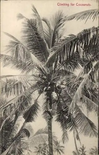 Ak Ceylon Sri Lanka, Mann klettert auf eine Palme, Kokosnuss-Pflücker