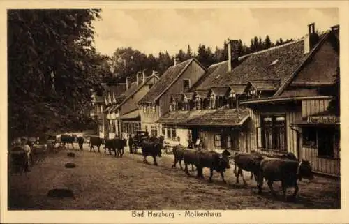 Ak Bad Harzburg am Harz, Molkenhaus, Viehtrieb, Kühe