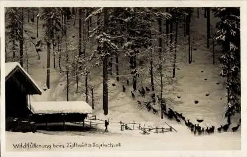 Ak Bayrischzell im Mangfallgebirge Oberbayern, Wildfütterung, Zipflwirt, Winteransicht