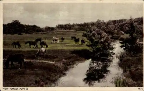 Ak New Forest Hampshire England, Ponys