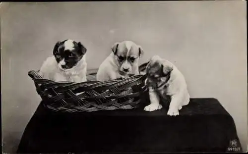 Ak Drei junge Hunde im Korb, Welpen
