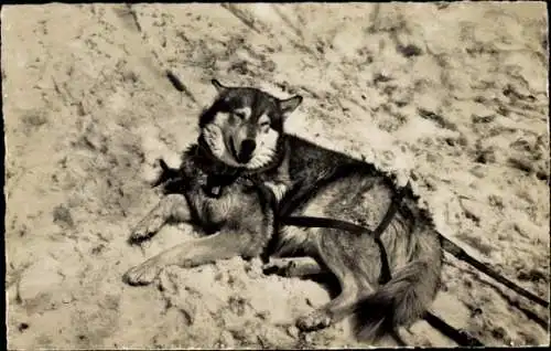 Ak Polarhund auf dem Jungfraujoch, Kleine Scheidegg