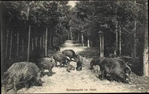 Ak Schwarzwild im Harz, Wildschweine