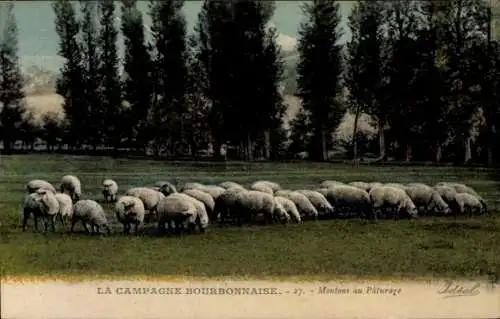 Ak La Campagne Bourbonnaise, Schafe auf der Weide