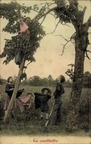 Ak Junge Frau pflückt Früchte, Obstbaum, Französische Tracht