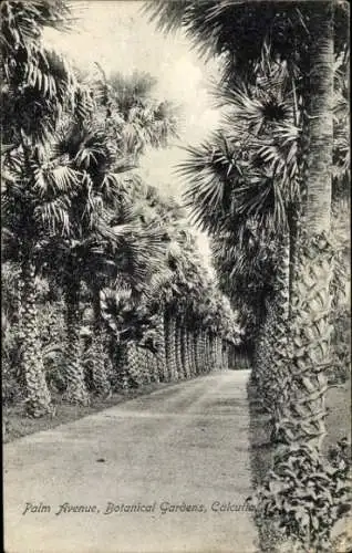 Ak Kalkutta Kolkata Kalkutta Indien, Palm-Avenue, Botanischer Garten