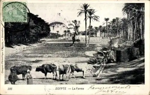 Ak Ägypten, Farm, Palmen