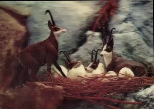 3-D Ak Gemsen Nest, Gämse, Eier