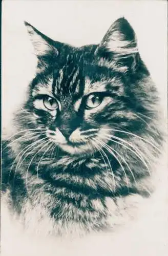 Quietsch Ak Getigerte Katze, Tierportrait