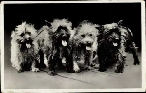 Ak Vier kleine Hunde, Gruppenbild, Tierportrait