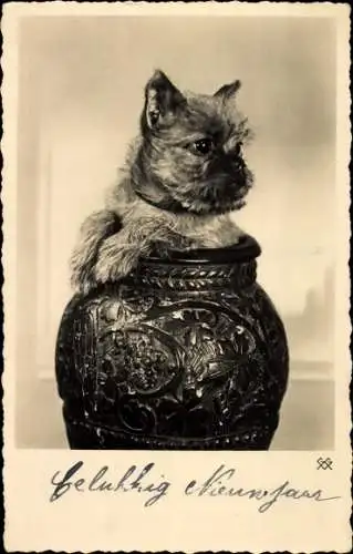 Ak Junger Hund in einer Vase