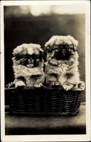 Ak Zwei Welpen im Korb, Hunde
