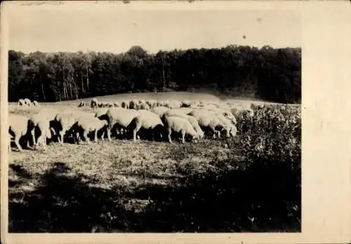 Ak Schafherd, Schafe, Wiese, Landwirtschaft