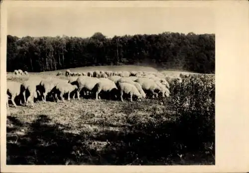 Ak Schafherd, Schafe, Wiese, Landwirtschaft