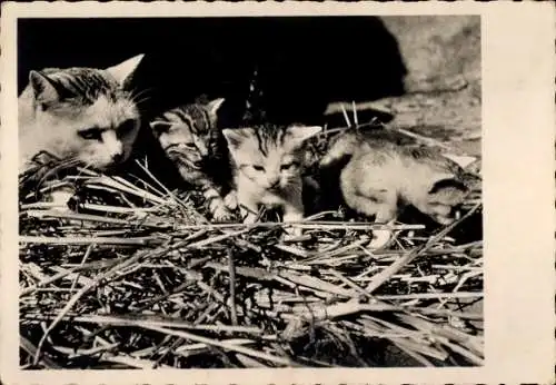 Ak Katzenfamilie, Junge Katzen