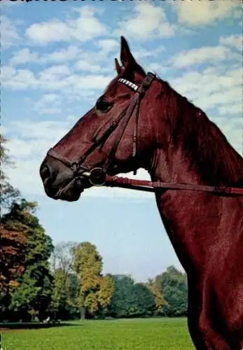 Ak Braunes Pferd, Zaumzeug, Kopfstudie