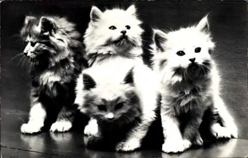 Ak 4 junge Katzen, sitzend