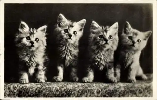 Ak 4 junge Katzen, Tierportrait